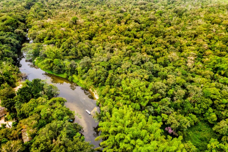 Brazilian Rainforest Deforestation Decreases