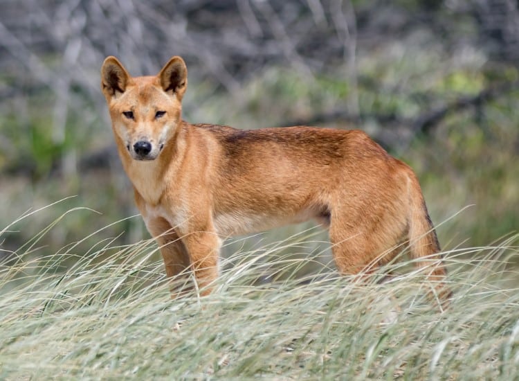 Australian dingo