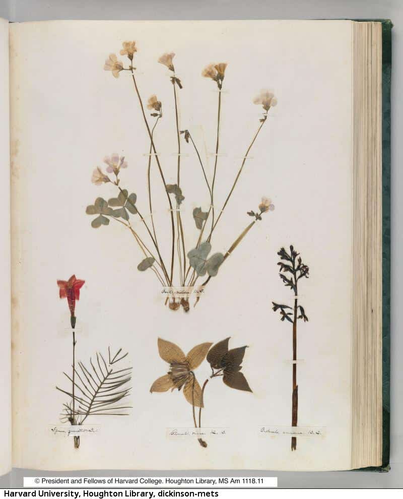 Plants arranged on a page in Emily Dickinson's herbarium