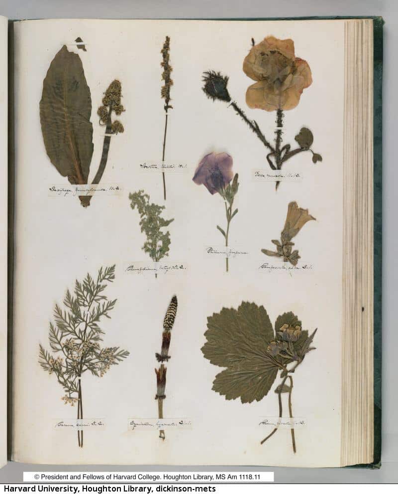 Plants arranged on a page in Emily Dickinson's herbarium