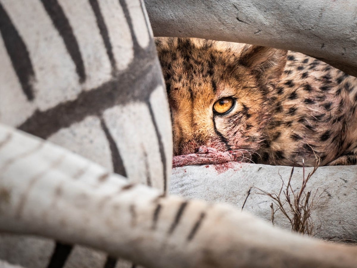 Cheetah hunting a zebra