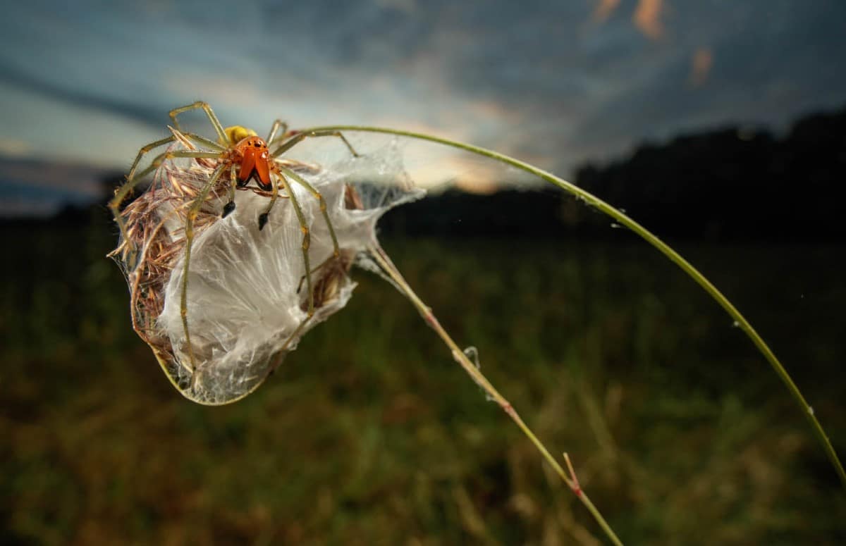 A male yellow sac spider in its web