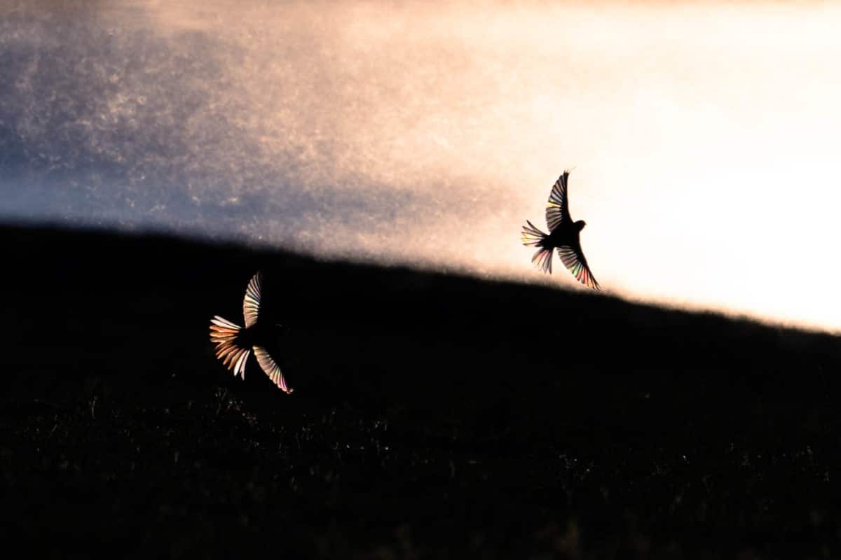 Wagtails flying across the morning sun