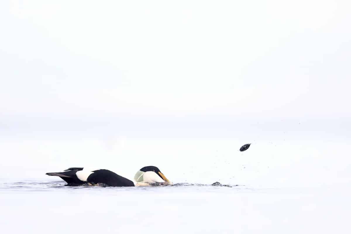 An eider drake tries in vain to snatch a mussel in Kieler Förde.