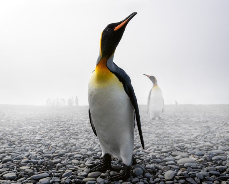 King penguin in South Georgia