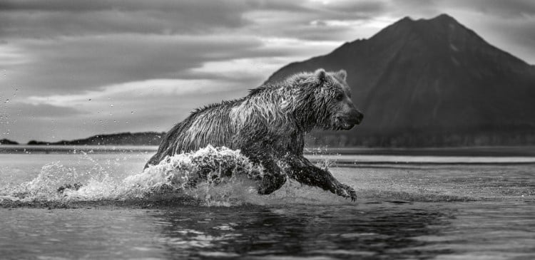 Brown bear in the water in Alaska