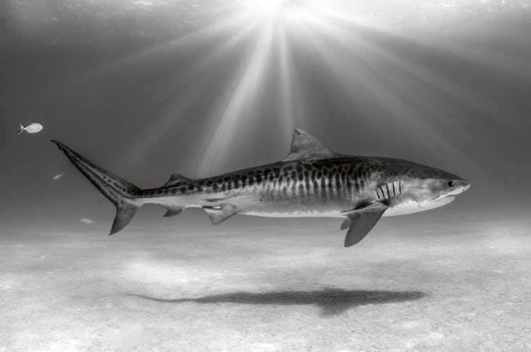 Tiger shark in the Bahamas