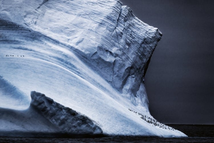 Chinstrap penguins walking in the snow near Elephant Island in Antarctica