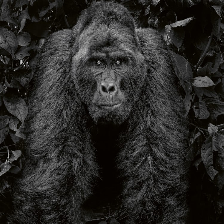 Mountain gorilla in Uganda