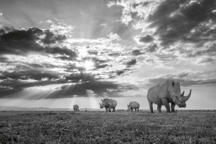 Southern white rhinos in Ol Pejeta, Kenya