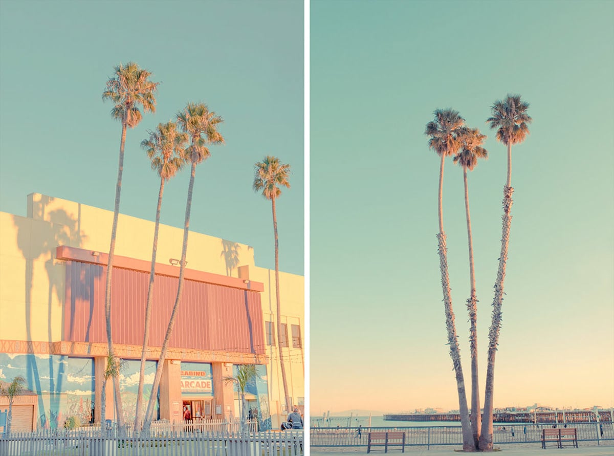 Palm Trees in Santa Cruz Boardwalk