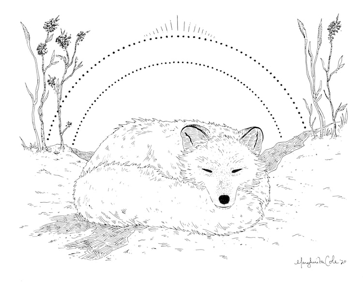 How to Draw an Arctic Fox