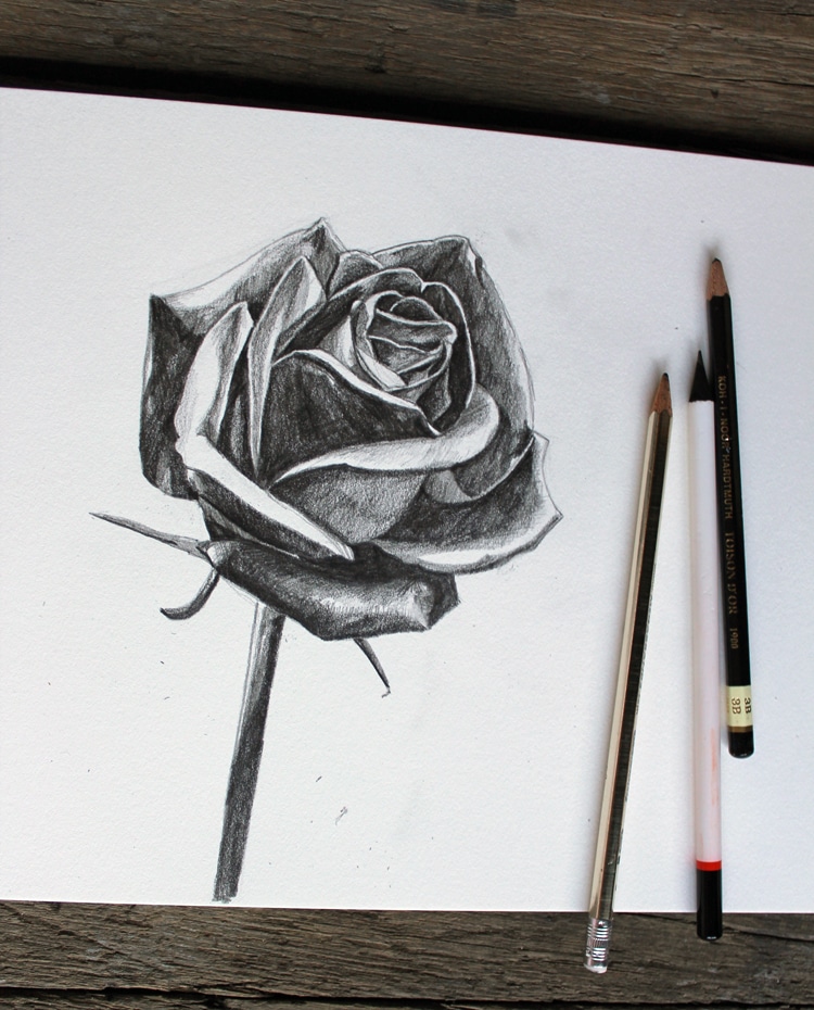 How to Draw a Rose