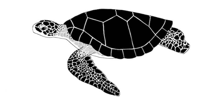 How to Draw a Sea Turtle