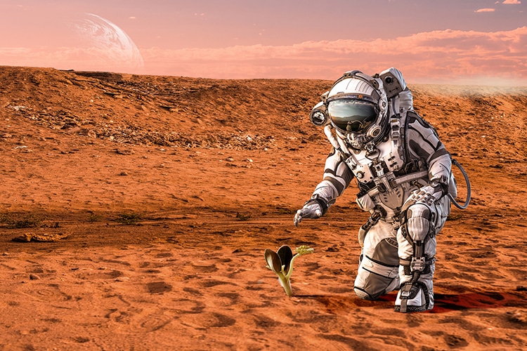 Image depicting an astronaut on Mars' surface looking at a sprout