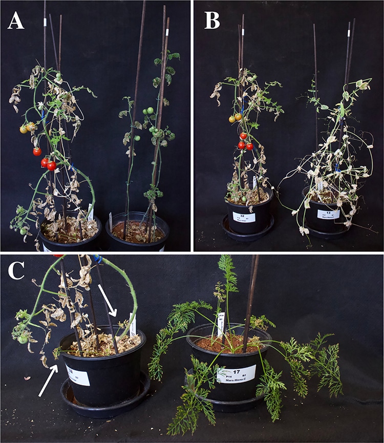 Six pots comparing growth of intercropped plants