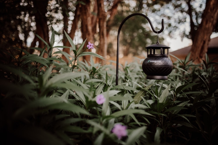 Mosgone, mosquito trap, hanging on a garden