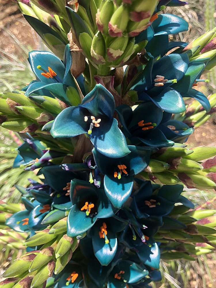 Sapphire Tower Plant Blooms After 20 Years With Help of Humans