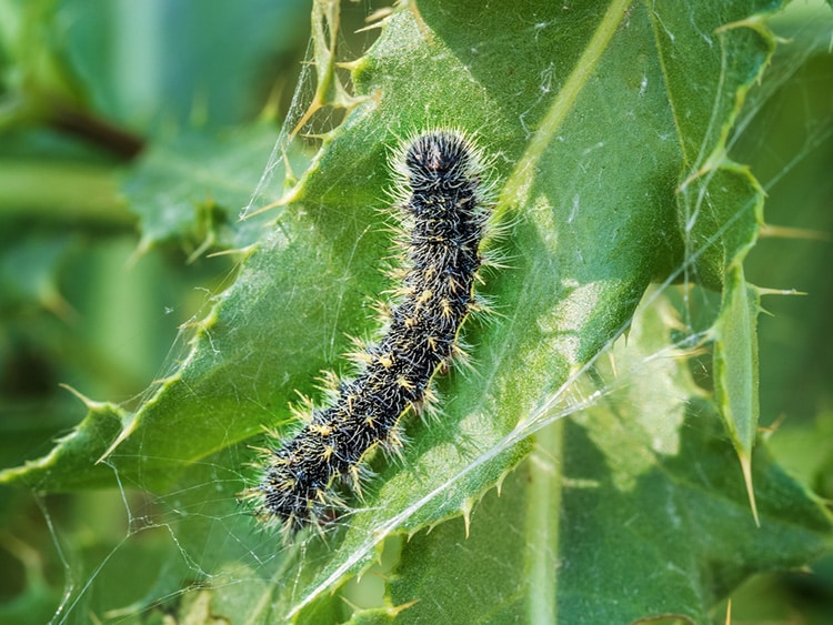 A macro shot of a painted lady butterfly caterpillar on a leaf outdoors