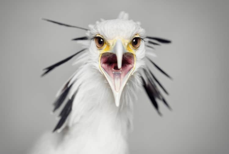 Portrait of secretary bird by Vincent Lagrange