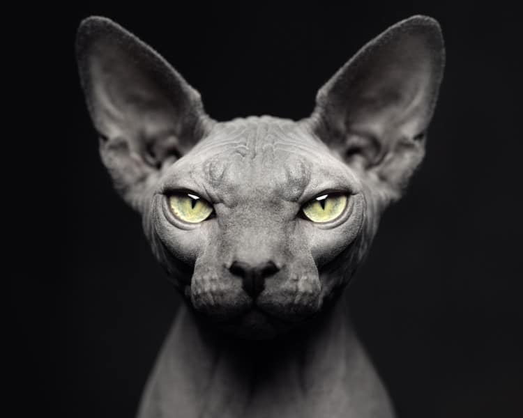 Portrait of a sphynx cat by Vincent Lagrange