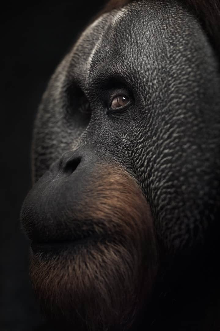 Portrait of Sumatran orangutan by Vincent Lagrange