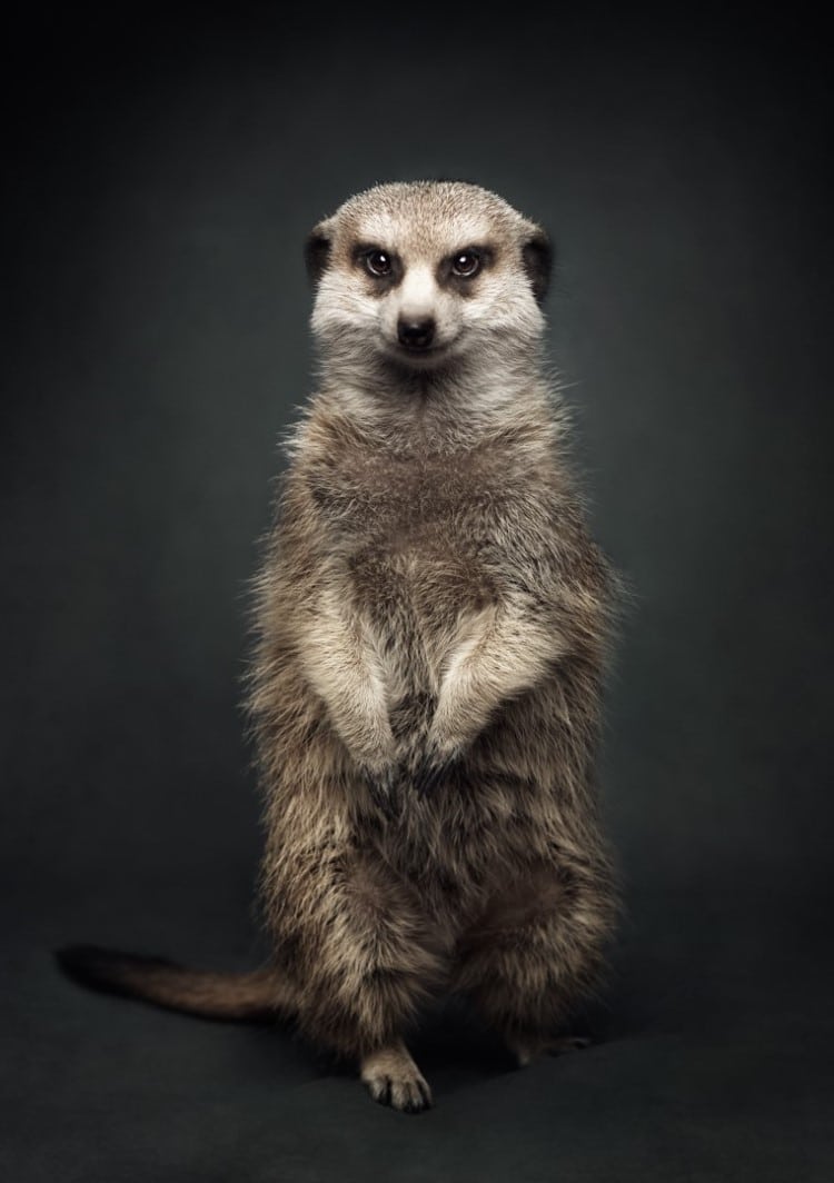 Portrait of a meerkat by Vincent Lagrange