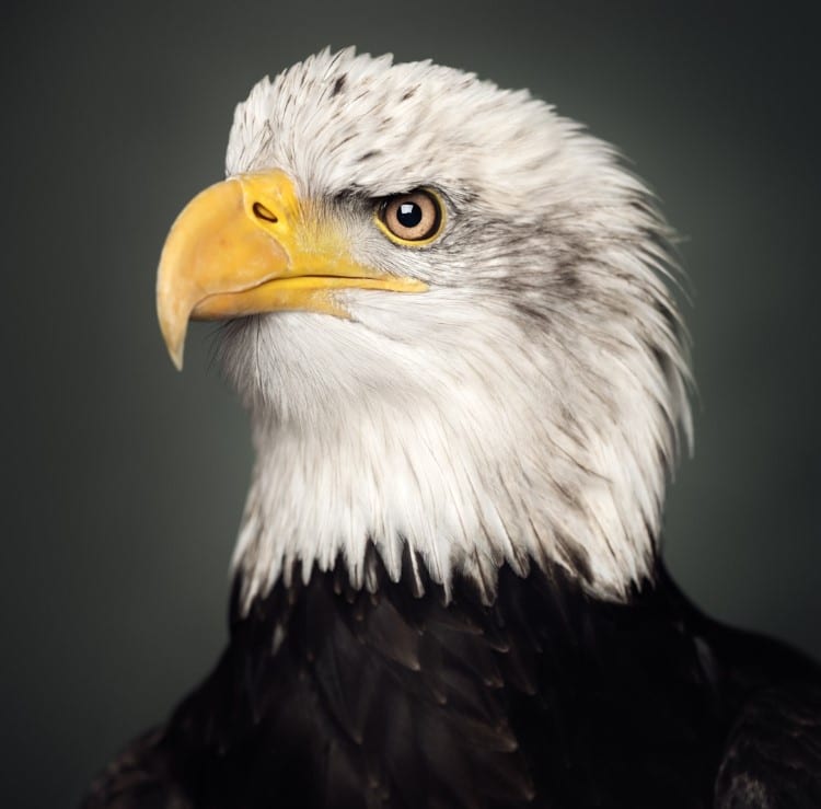 Portrait of bald eagle by Vincent Lagrange