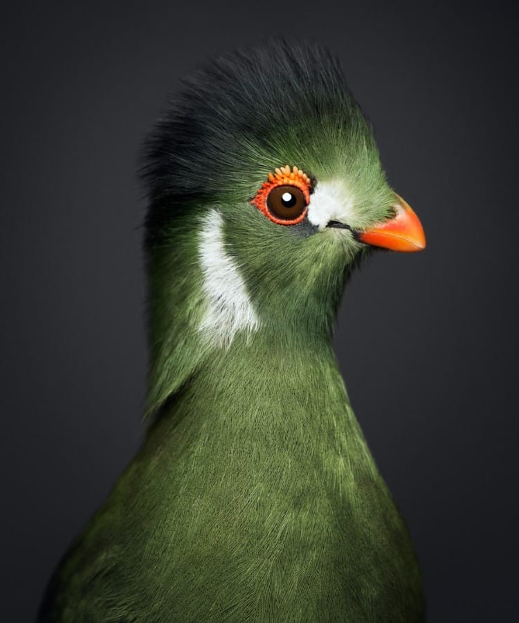 Portrait of Guinea turaco by Vincent Lagrange