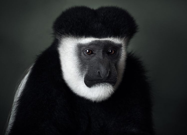 Portrait of a mantled guereza by Vincent Lagrange