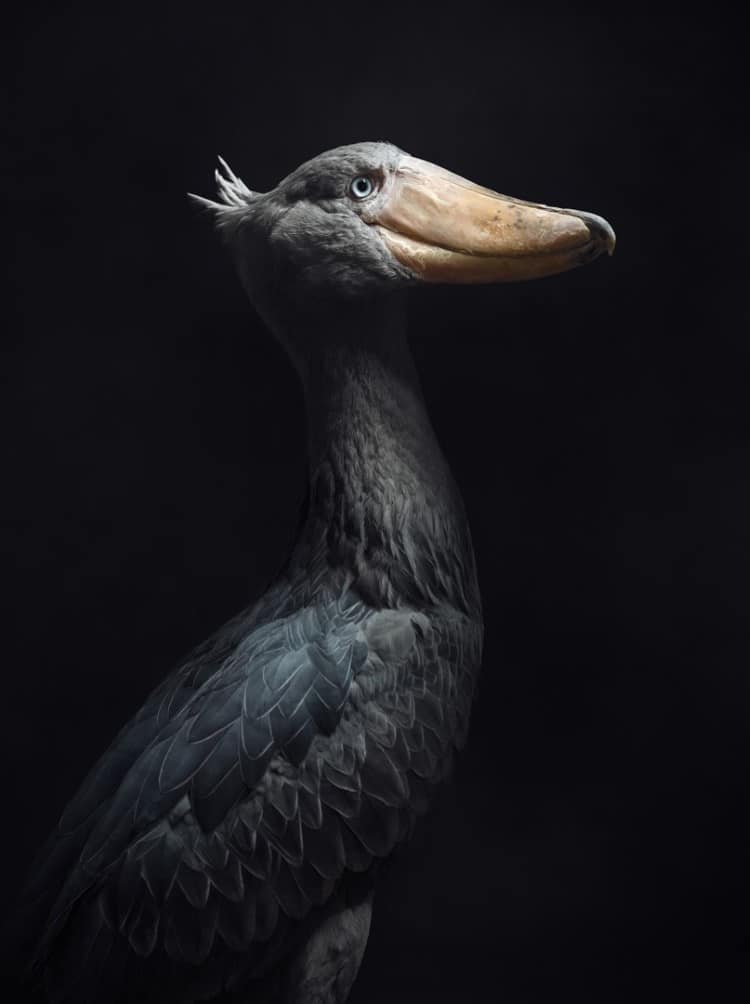 Portrait of shoebill stork by Vincent Lagrange