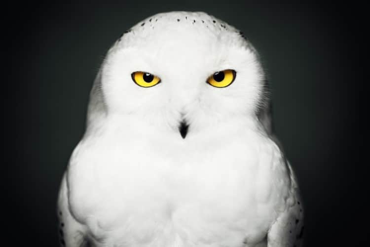 Portrait of a snowy owl by Vincent Lagrange