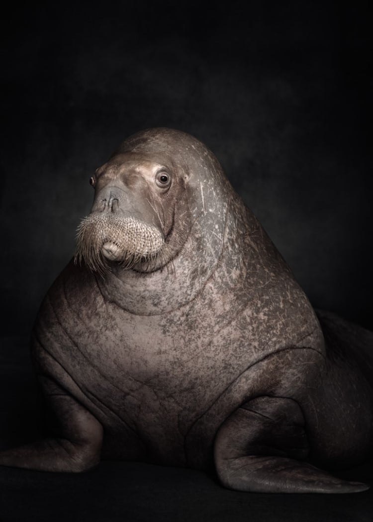 Portrait of a walrus by Vincent Lagrange