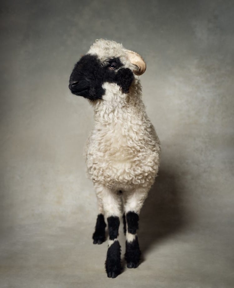 Portrait of a Valais blacknose sheep