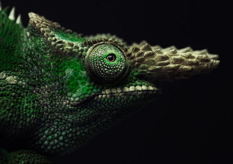 Photo of a two-horned chameleon by Vincent Lagrange