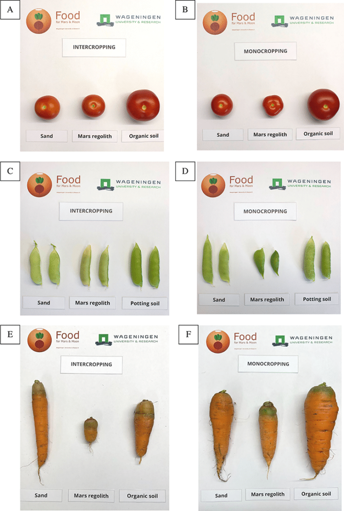 Comparisons of intercropped and monocropped tomatoes, peas, and carrots